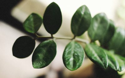ZZ Plant: The Resilient Beauty – A Comprehensive Guide