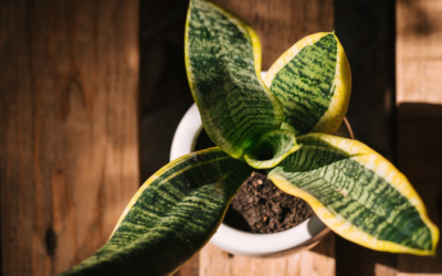 Snake Plant: The Stylish and Low-Maintenance Houseplant for Health and Elegance
