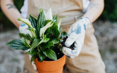 Peace Lily: A Serene Beauty for Your Indoor Oasis – A Comprehensive Guide