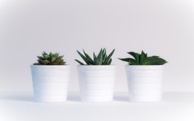 The Art of Indoor Plant Styling: Elevate Your Décor with Greenery