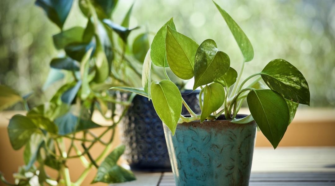 Low Maintenance Houseplants: A Guide for Busy Plant Parents