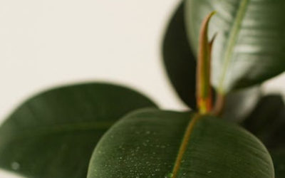 Rubber Plant: A Timeless Classic for Green Enthusiasts – A Comprehensive Guide