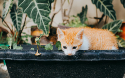 Pet-Friendly Houseplants: Safe Options for Homes with Dogs and Cats