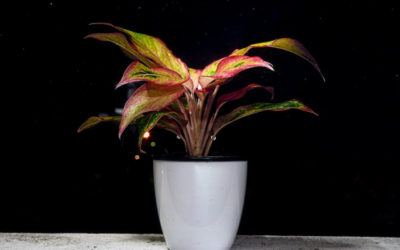 Illuminate Your Space: Top Indoor Flowers for Low-Light Environments